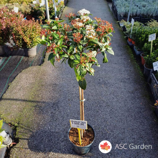 Viburnum tinus Spirit na štapu 110 cm