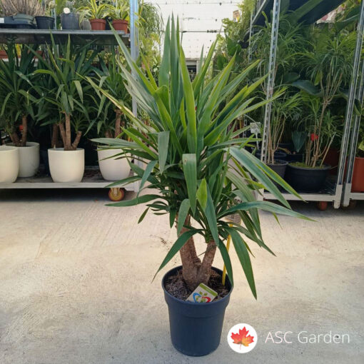 Yucca 110 cm