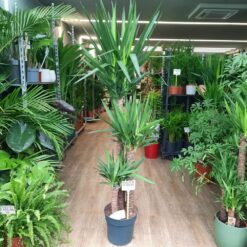 Yucca - Drvo života 170 cm