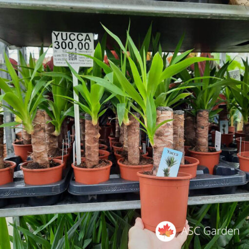 YUCCA – drvo života 30-40 cm