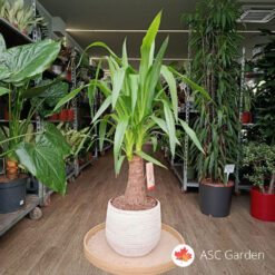 Yucca – drvo života 90 cm