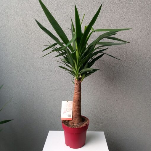 Yucca single stem 100 cm