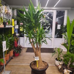 Yucca single stem - Drvo života 160 cm