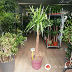 Yucca – drvo života 160 cm