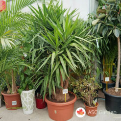 YUCCA – drvo života 230 cm
