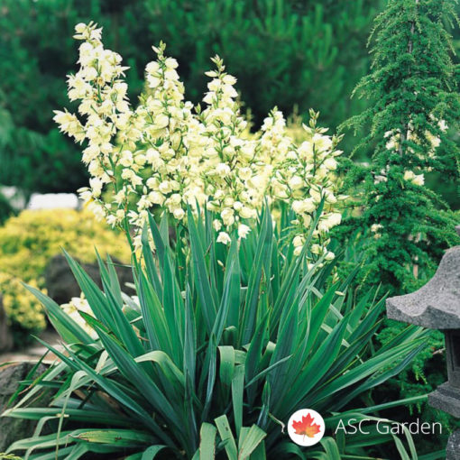 Adamova igla Yucca filamentosa 20-30 cm -NEMA NA STANJU