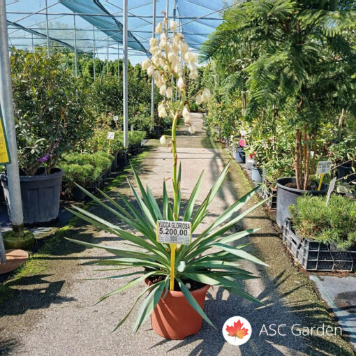 Yucca gloriosa 85 cm