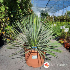 Yucca rostrata 40 - 50 cm