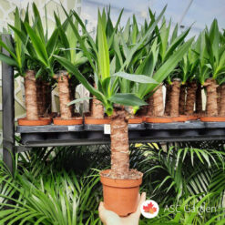 YUCCA – drvo života 70 cm