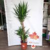 Yucca