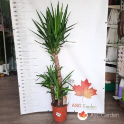 Yucca