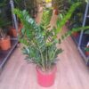 Zamioculcas zamiifolia 120 cm – Sobna biljka sa tamnozelenim listovima, idealna za moderan enterijer i minimalno održavanje. Posetite naš vrtni centar!