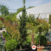 abies miler