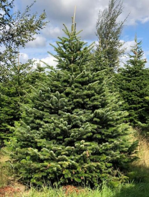 abies nordmanniana