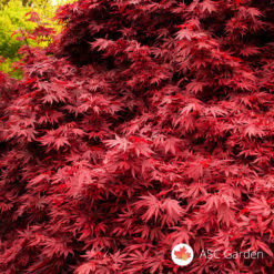 Acer palmatum atropurpureum - japanski javor