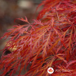 Acer palmatum dissectum Garnet - Reckavi javor