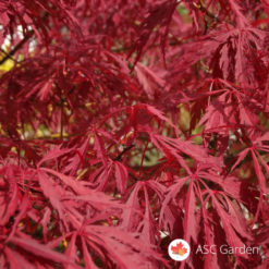 Acer palmatum dissectum Garnet - Reckavi javor