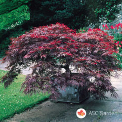 Acer palmatum dissectum Garnet - Reckavi javor