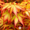 Acer palmatum Orange dream japanski javor