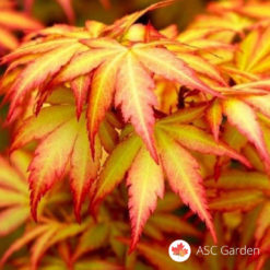 Acer palmatum Orange dream japanski javor