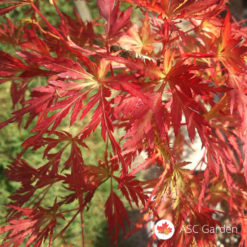 Acer palmatum seiryu - zmajev javor