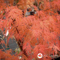 Acer palmatum seiryu - zmajev javor