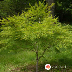 Acer palmatum seiryu - zmajev javor