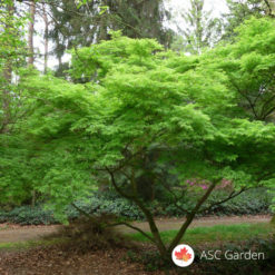 Acer palmatum seiryu - zmajev javor