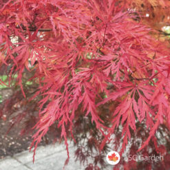 Acer palmatum seiryu - zmajev javor