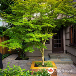 Acer palmatum seiryu - zmajev javor