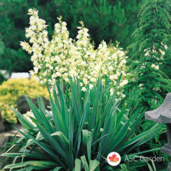 Adamova igla Yucca filamentosa
