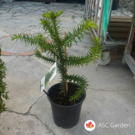 Araucaria araucana