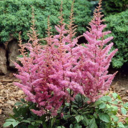 Astilbe japonica 40 cm