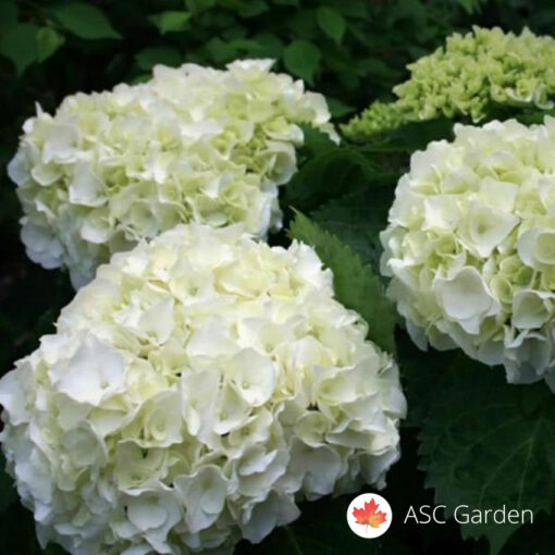Hortenzija bela - Hydrangea 'Schneeball' 50 70 cm