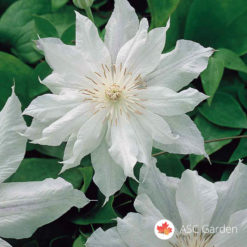 Beli Klematis Jackmanii Alba