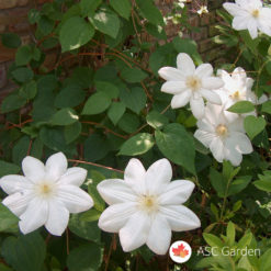 Beli Klematis Jackmanii Alba