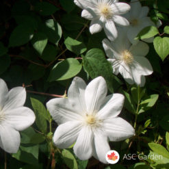 Beli Klematis Jackmanii Alba