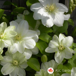 Beli Klematis Jackmanii Alba