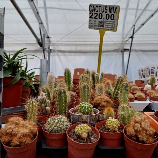 Cactus mix 8-15 cm