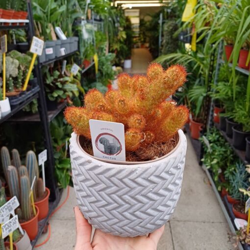 Cactus mix 20 cm u keramičkoj saksiji
