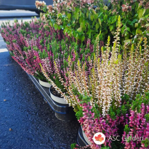 Calluna - Vres