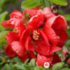 Chaenomeles japonica Japanska dunja