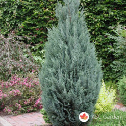 Chamaecyparis columnaris glauca srebrni čempres