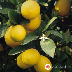 Limun Citrus meyer