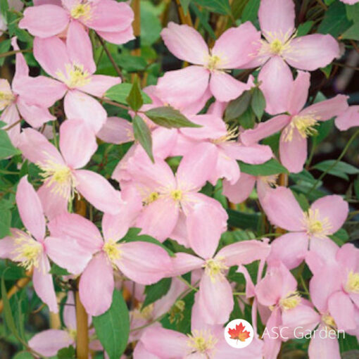 Clematis Fragrant Spring -NEMA NA STANJU