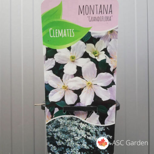 Clematis montana Grandiflorum -NEMA NA STANJU
