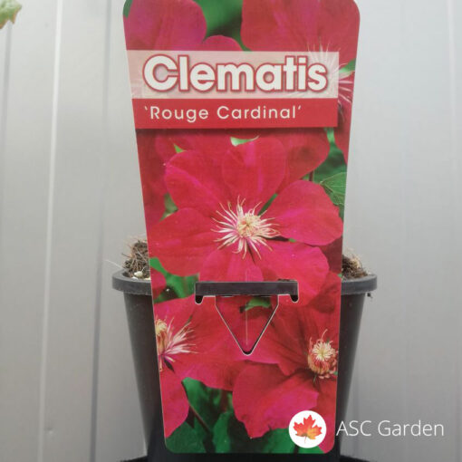 Clematis rouge cardinal