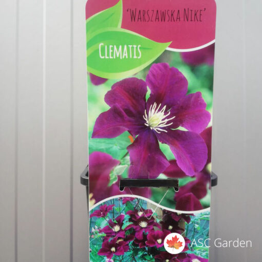 Clematis warsawska twilight -NEMA NA STANJU