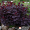 Cotinus 'Royal Purple' 30-60 cm – Ukrasni grm sa tamnocrvenim listovima i cvetovima nalik oblaku dima, idealan za dekoraciju vrtova.