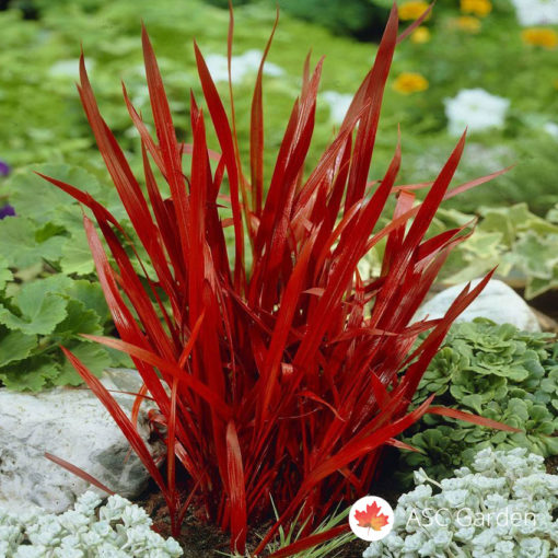 Crvena trava Imperata cylindrica Red Baron